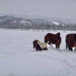 Zima